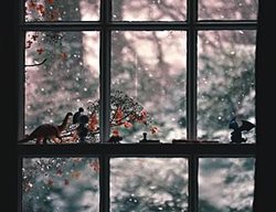  Winter Planning 
Garden Design
Calimesa, CA