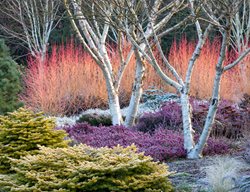 Winter Plants, Winter Garden
Bressingham Gardens
Norfolk, England
