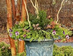 Winter Urn Planter
Garden Design
Calimesa, CA