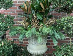 Winter Urn Planter
Garden Design
Calimesa, CA