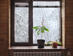 Winter Windowsill With Plants
Shutterstock.com
New York, NY