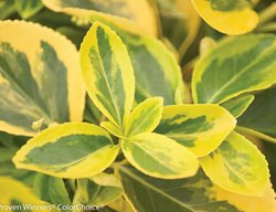 Wintercreeper, Gold Splash, Euonymus
Proven Winners
Sycamore, IL