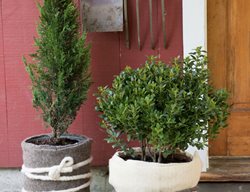 Winterize Containers
Garden Design
Calimesa, CA