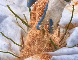 Winterize Roses & Order Bare Root Roses
Garden Design
Calimesa, CA