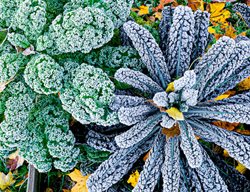 Winterize Roses & Order Bare Root Roses
Garden Design
Calimesa, CA