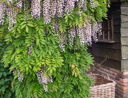 Wisteria Floribunda, Honi-Ben, Lavender Flowers
Alamy Stock Photo
Brooklyn, NY
