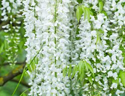 Wisteria Floribunda, Longissima Alba, White Flower 
Shutterstock.com
New York, NY