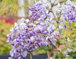 Wisteria Floribunda, Royal Purple, Dark Purple Flower
Alamy Stock Photo
Brooklyn, NY