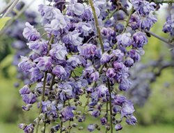 Wisteria Floribunda, Violacea Plena
Alamy Stock Photo
Brooklyn, NY