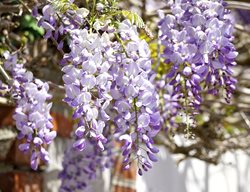 Wisteria Flower, Purple Wisteria
Pixabay
