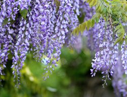 Wisteria Flowers, Wisteria Blooms
Pixabay

