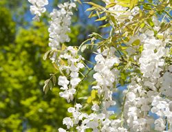 Wisteria Sinensis, Alba, White Wisteria
Shutterstock.com
New York, NY