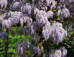 Wisteria Sinensis, Prolific, Lilac Flowers
Alamy Stock Photo
Brooklyn, NY