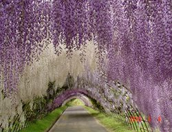 Wisteria Tunnel 1
Garden Design
Calimesa, CA