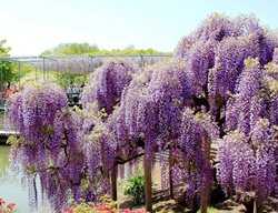 Wisteria Tunnel 
Garden Design
Calimesa, CA
