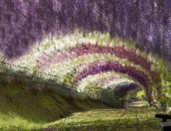 Wisteria Tunnel 
Garden Design
Calimesa, CA