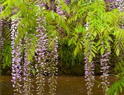 Wisteria Vine, Wisteria Flower
Garden Design
Calimesa, CA