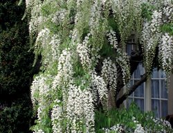 Wisteris Floribunda, Snow Showers, White Flower
Alamy Stock Photo
Brooklyn, NY