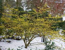 Witch Hazel Tree, Hamamelis
Shutterstock.com
New York, NY