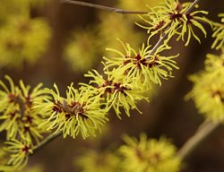 Witch Hazel, Yellow Witch Hazel Flowers
Shutterstock.com
New York, NY
