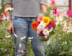 Woman With Cut Flowers, Cut Flower Garden
Shutterstock.com
New York, NY