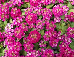 Wonderland Alyssum, Deep Rose
The National Gardening Association

