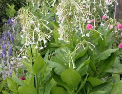 Woodland Tobacco, Nicotiana Sylvestris, Annual Plant
Shutterstock.com
New York, NY