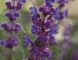 Woolly Blue
Garden Design
Calimesa, CA