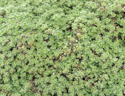 Wooly Thyme, Thymus Pseudolanuginosus
Shutterstock.com
New York, NY