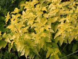 Worcester Gold Caryopteris, Gold Leaved Caryopteris
Millette Photomedia
