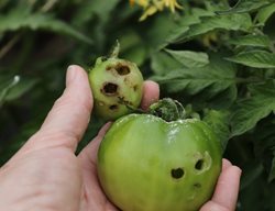 Worm Holes In Tomatoes, Tomato Worm Holes
Shutterstock.com
New York, NY