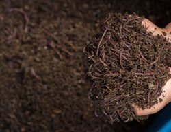 Worms And Compost
Garden Design
Calimesa, CA