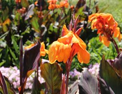 Wyoming Canna Lily, Canna Generalis, Orange Canna Lily
Shutterstock.com
New York, NY