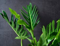 Xanadu Philodendron, Serrated Leaves, Houseplant
Shutterstock.com
New York, NY