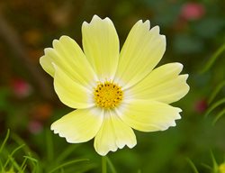 Xanthos Cosmos, Yellow Cosmos Flower
Garden Design
Calimesa, CA