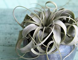Xerographica Air Plant, Tillandsia Xerograhica
Shutterstock.com
New York, NY