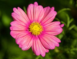 Xsenia Cosmos, Pink Cosmos Flower
Garden Design
Calimesa, CA