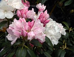 Yaku Prince Rhododendron, Rhododendron Flower
Millette Photomedia

