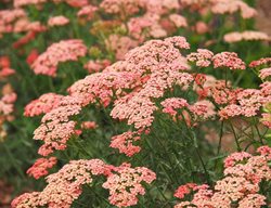 Yarrow Plant, Achillea Millefolium
Shutterstock.com
New York, NY
