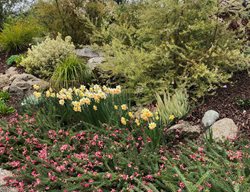 Yaz And Blushing Lady Narcissus
Garden Design
Calimesa, CA