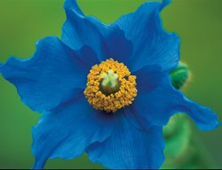 Yellow Achillea ‘coronation Gold’
Garden Design
Calimesa, CA