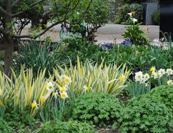 Yellow And White Daffodils
Garden Design
Calimesa, CA