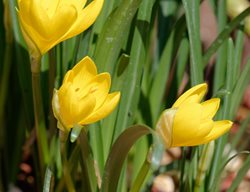 Yellow Autumn Crocus, Stenbergia Lutea
Shutterstock.com
New York, NY
