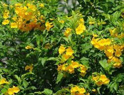 Yellow Bells Tecoma, Esperanza Plant
Shutterstock.com
New York, NY
