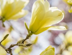 Yellow, Bloom, Tree
Garden Design
Calimesa, CA