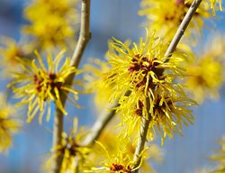 Yellow Blooms, Witch Hazel
Garden Design
Calimesa, CA