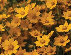 Yellow-Coreopsis
Garden Design
Calimesa, CA