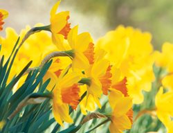 Yellow Daffodil, Narcissus Pimpernel
Brent and Becky's Bulbs
Gloucester, VA