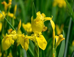 Yellow Flag Iris, Iris Pseudacorus
Shutterstock.com
New York, NY