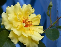Yellow Flower, Climbing Rose
Shutterstock.com
New York, NY